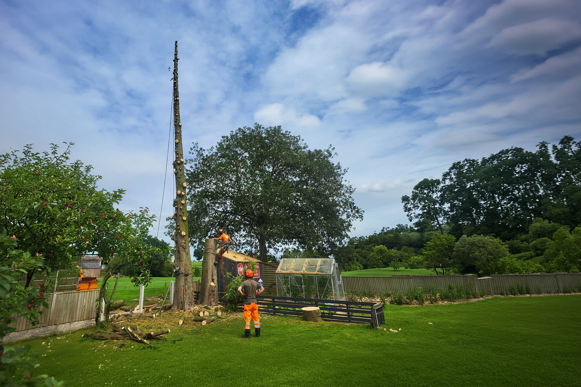 Tree removal in progress in Carlisle & Cumbria.