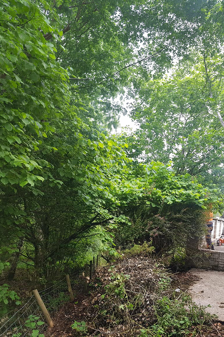 Hedge cutting in Carlisle.