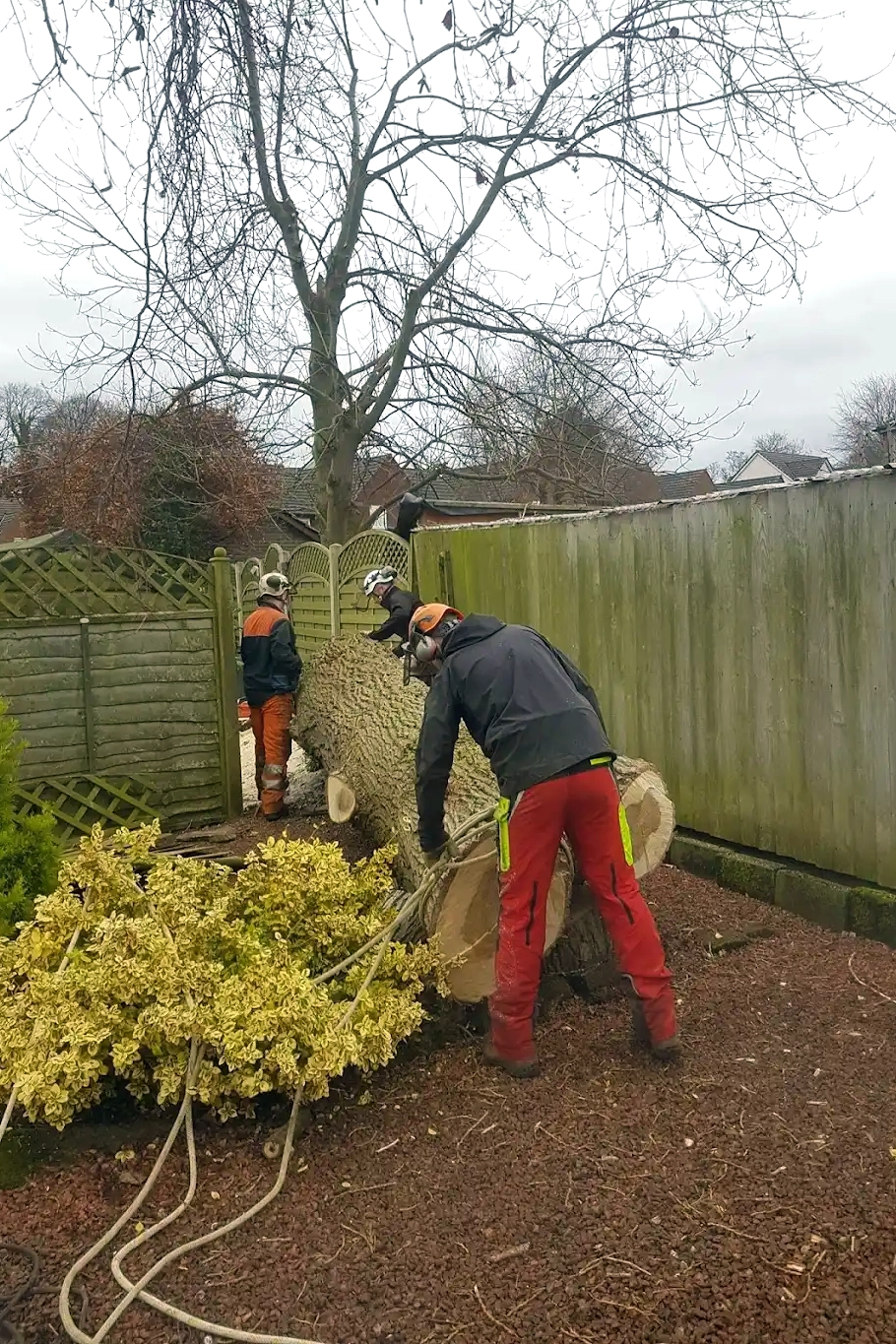 Tree removal in Carlisle.